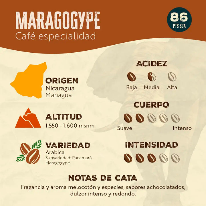 Box Coffee Pot + Maragogype 500g